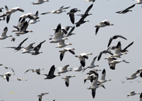 Snow Geese 6415